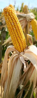 Corn_1